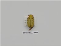 藏品(大白金龜)的圖片